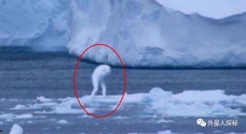 南极最新爆料,揭秘未知的冰原奥秘